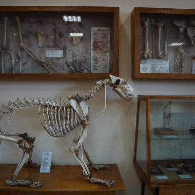 "НЕходячие мертвецы" экскурсия в анатомический музей СамГМУ