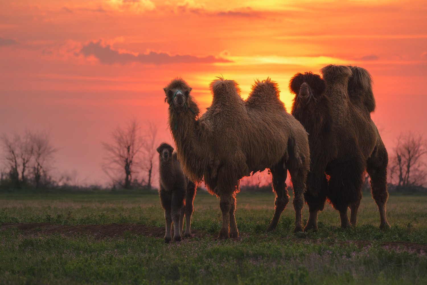 NEW! «Степные истории: путешествие к Будде, верблюдам и розовым озерам»